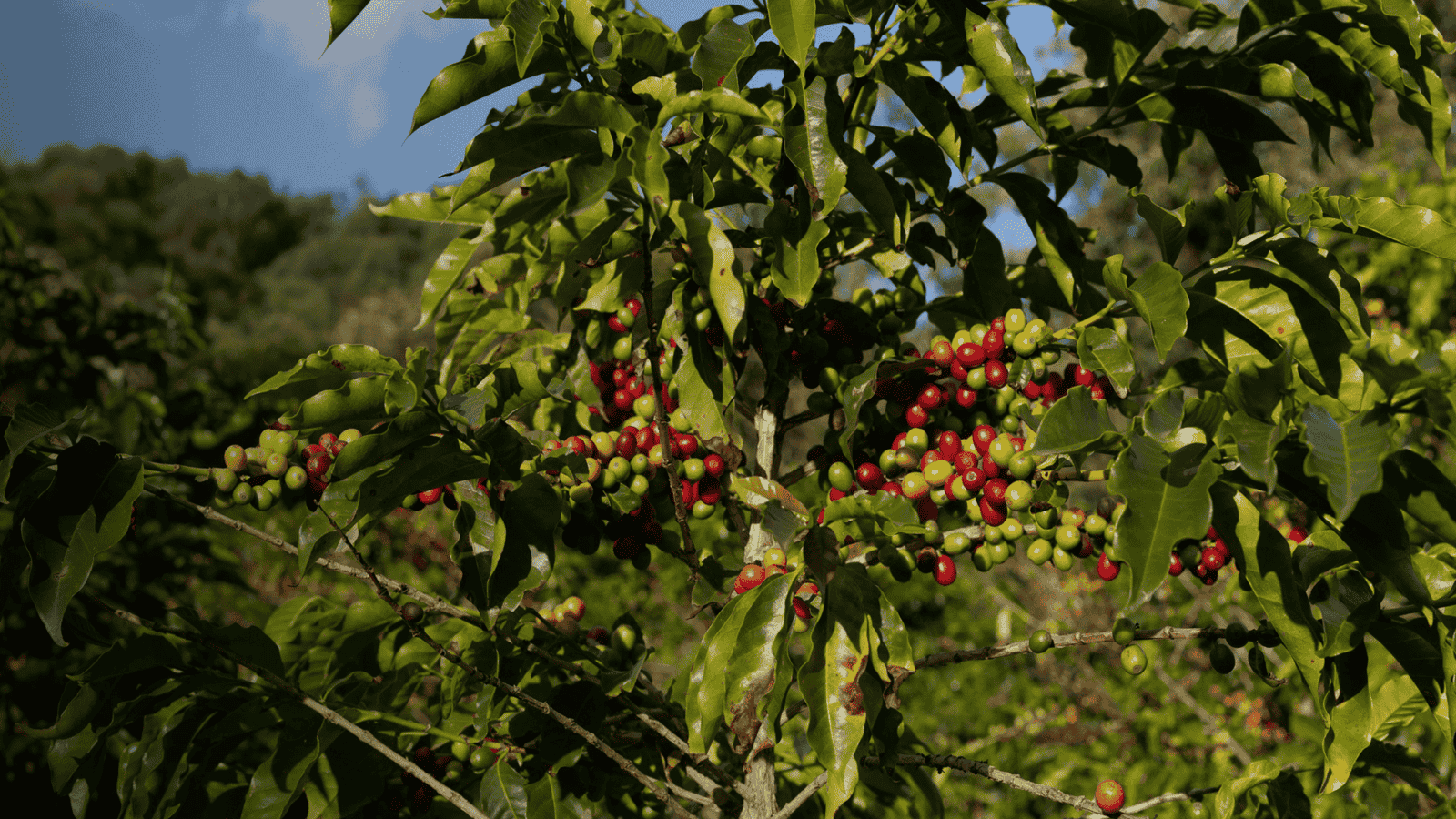 Weather Index Insurance for Honduran Farmers