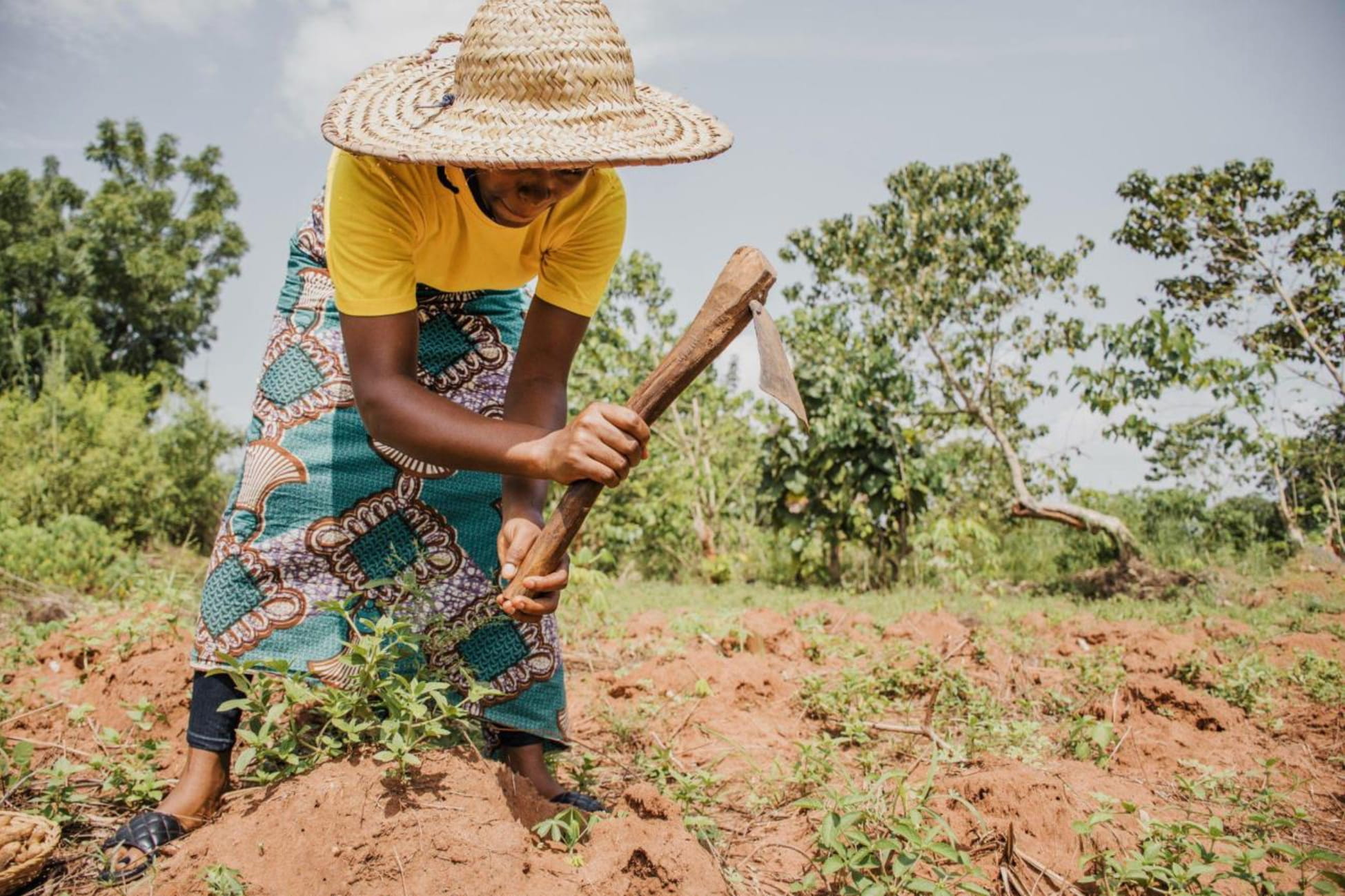 Rice farmers in Guyana benefiting from weather-based agricultural insurance.