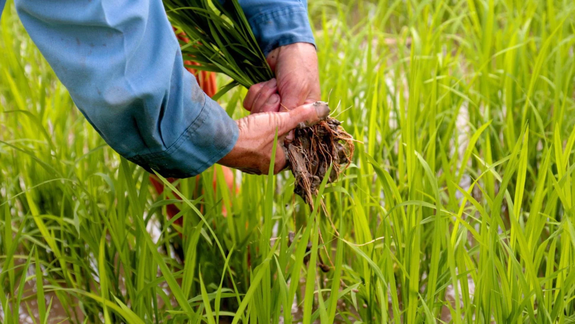 Rice fields in Guyana protected through parametric agricultural insurance.