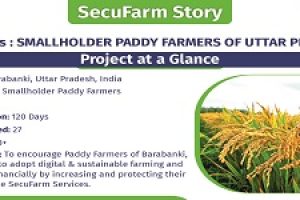 IN-FOCUS : SMALLHOLDER PADDY FARMERS OF UTTAR PRADESH