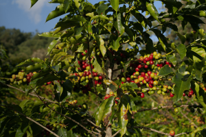 Weather Index Insurance for Honduran Farmers