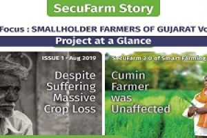 Despite Suffering Massive Crop Loss, Cumin Farmer Was Unaffected