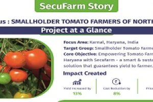 IN-FOCUS : SMALLHOLDER TOMATO FARMERS OF HARYANA